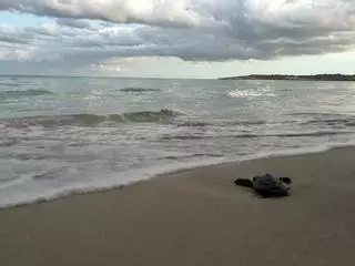 Lauft, ihr seid frei: Die Schildkrötenbabys auf Mallorca kehren ins Meer zurück