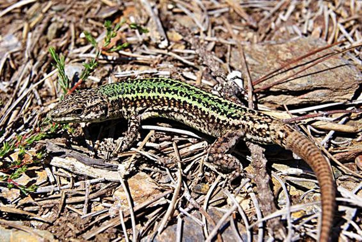 La riqueza natural de A Illa: elaboran un atlas sobre anfibios y reptiles del municipio | 2