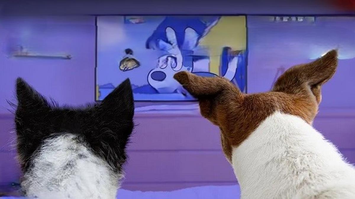 Perros enganchados a 'Bluey', la serie australiana adaptada para la visión canina.