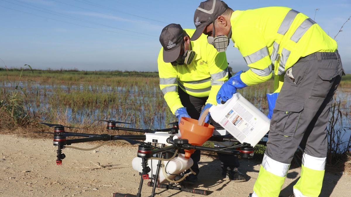 Un dron interviene en la campaña para el tratamiento contra los mosquitos que propagan el Virus del Nilo Occidental (VNO) sobre un arrozal.