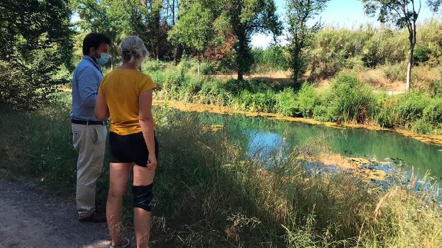 La replantación llevada a cabo el año pasado en el Clot de la Mare de Déu ha logrado arraigar en un 80% del total.