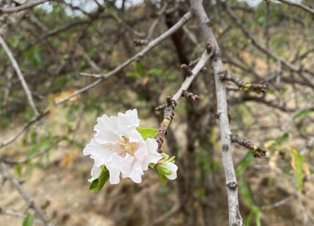 Flor de almendro captada en pleno mes de octubre en Barcelona