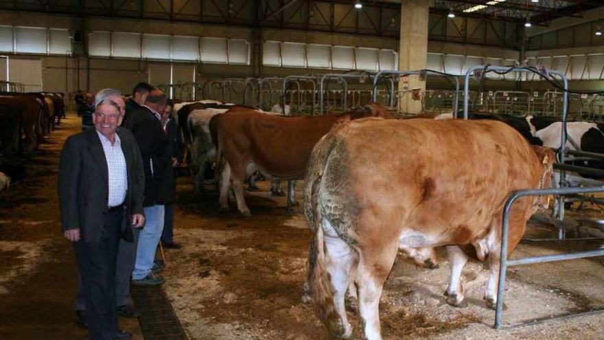 Ganaderos y tratantes examinan uno de los bueyes de precio récord.