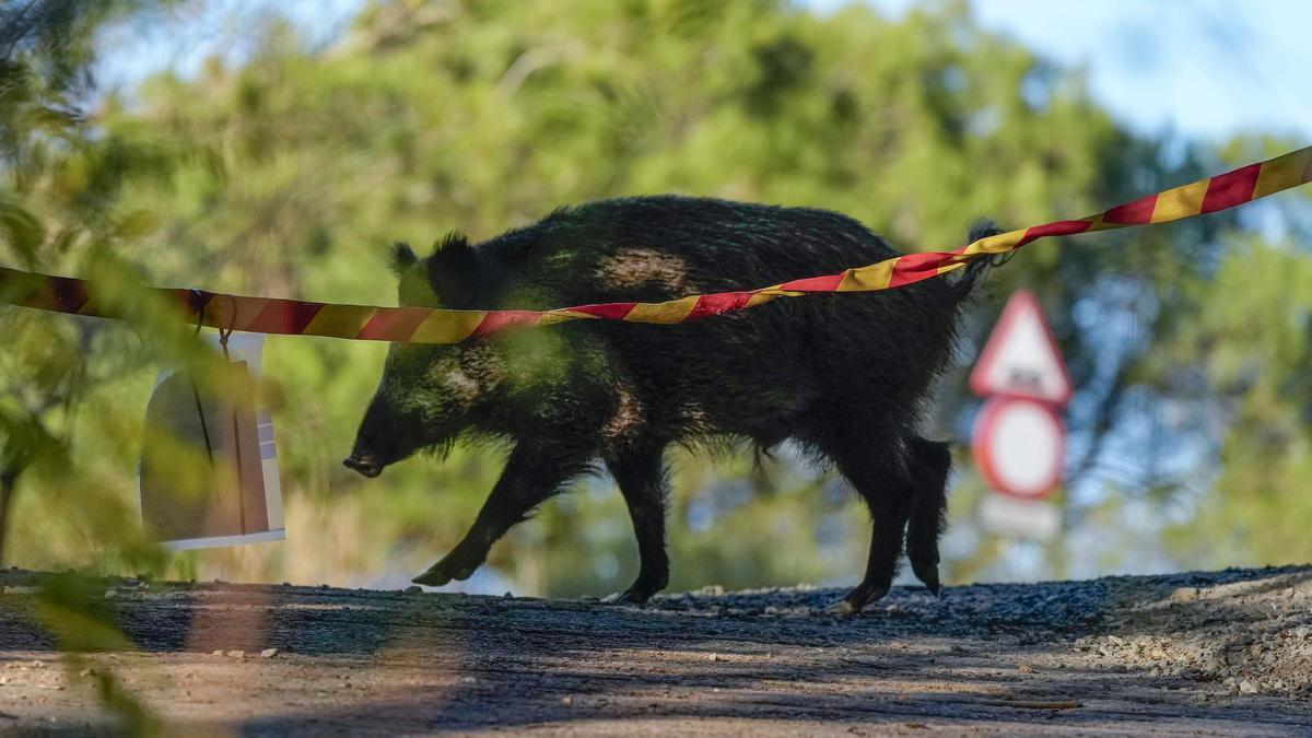 Un porc senglar rondant pels voltants del Parc Natural de Collersola, on al març es va haver de tancar l’accés