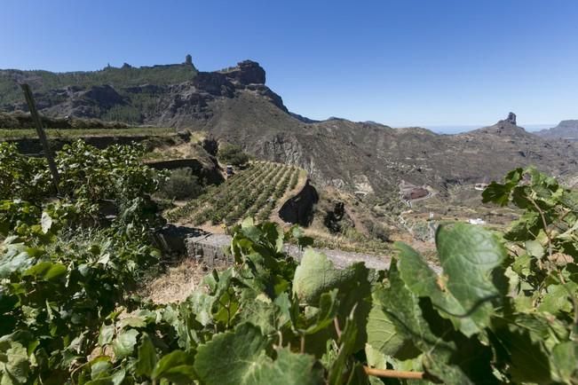 VENDIMIA EN TEJEDA