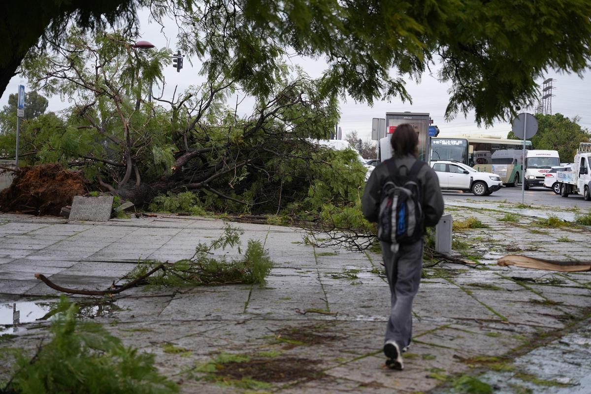 Archivo - Imagen de grandes ramas arrancadas de los árboles en la avenida Alberto Jiménez Becerril de Sevilla a causa del fuerte viento del temporal que barre gran parte de Andalucía A 2 de febrero de 2026 en Sevilla, (Andalucía, España). La Agencia Estat