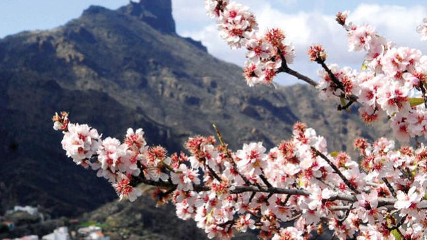 Una finca de Tejeda con plantaciones de almendros.