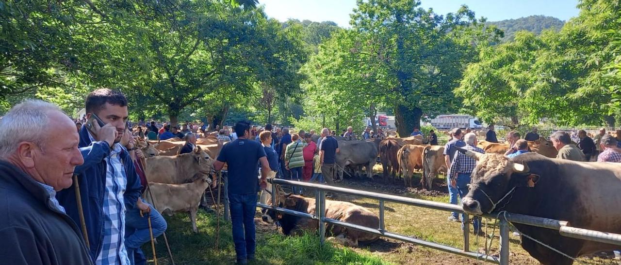 El Castañéu de Corao, ayer, con los amarres del ganado y la presencia de profesionales del sector y numeroso público. | M. Villoria
