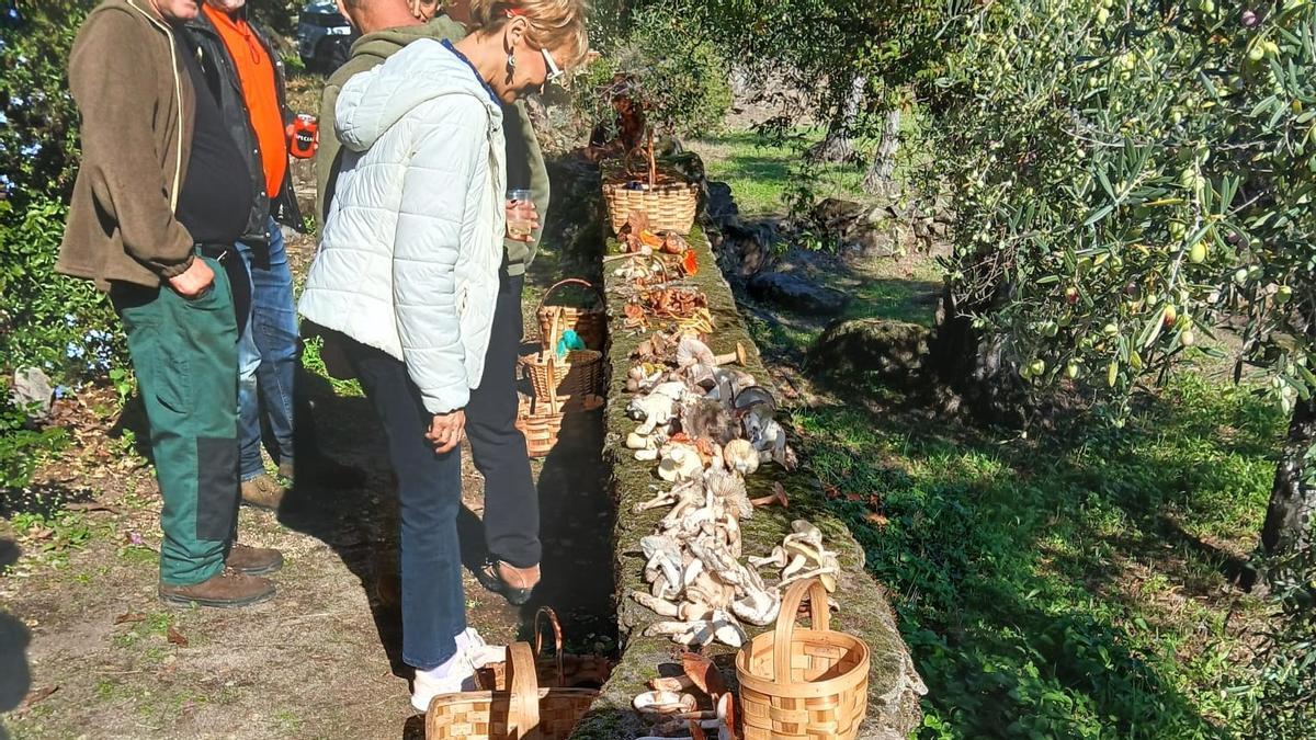 Gran variedad de setas durante una actividad micológica organizada por la asociación Senderuelas.