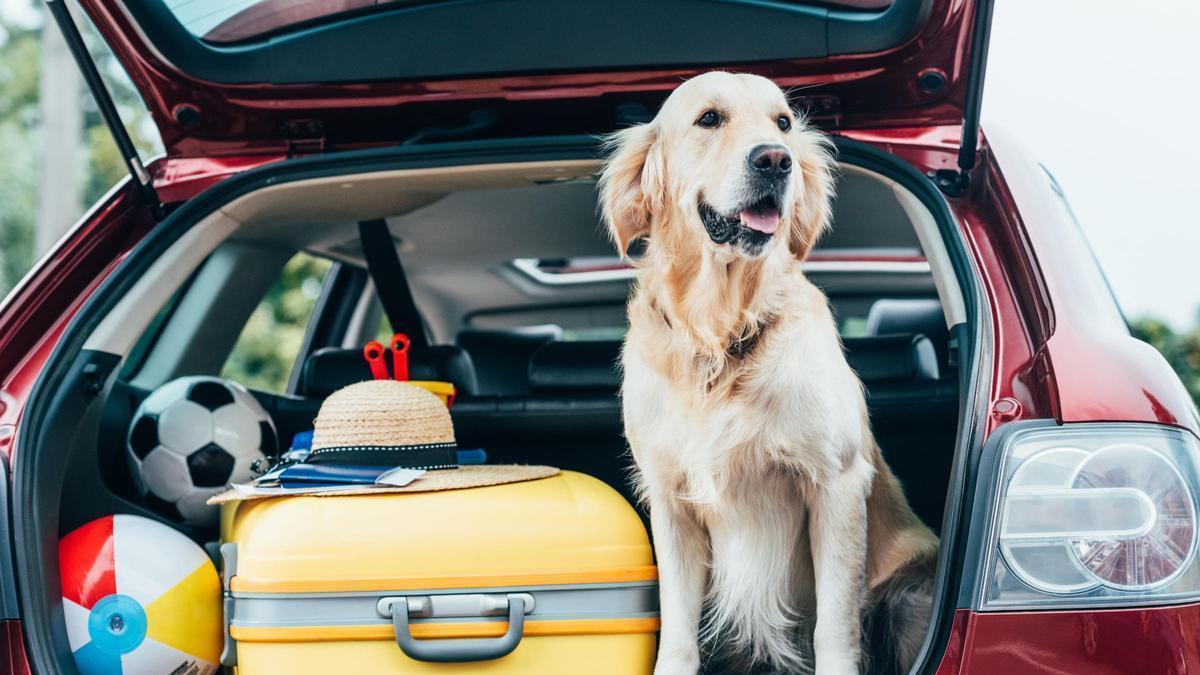 Perro listo para viajar de vacaciones.