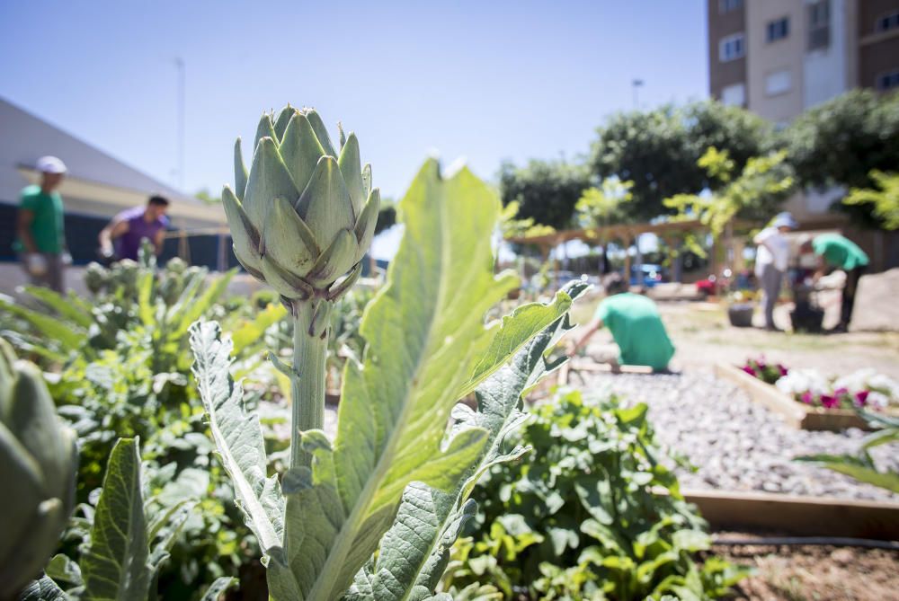 Hort interdisciplinari a l'IES Maltide Salvador de Castelló