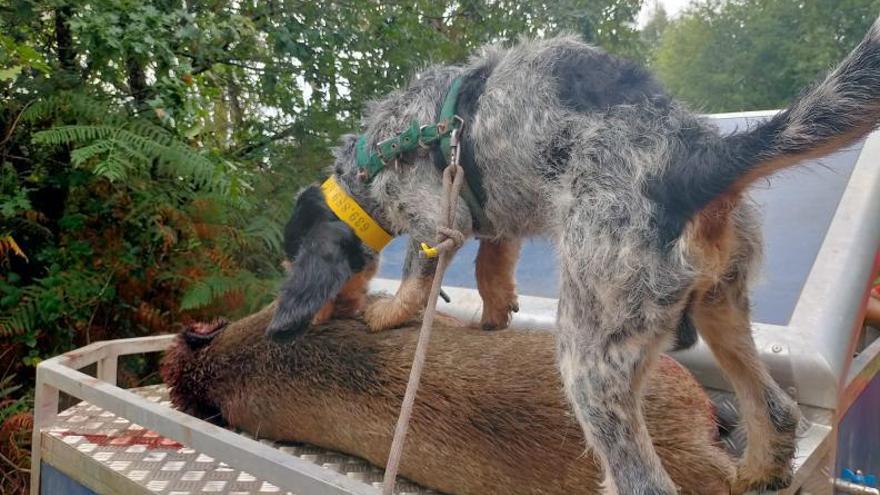 Arranca la temporada de caza de jabalí con batidas en los maizales