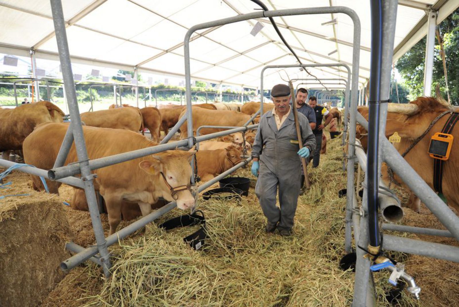 Exposición de vacas rubias, novedad en la feria.