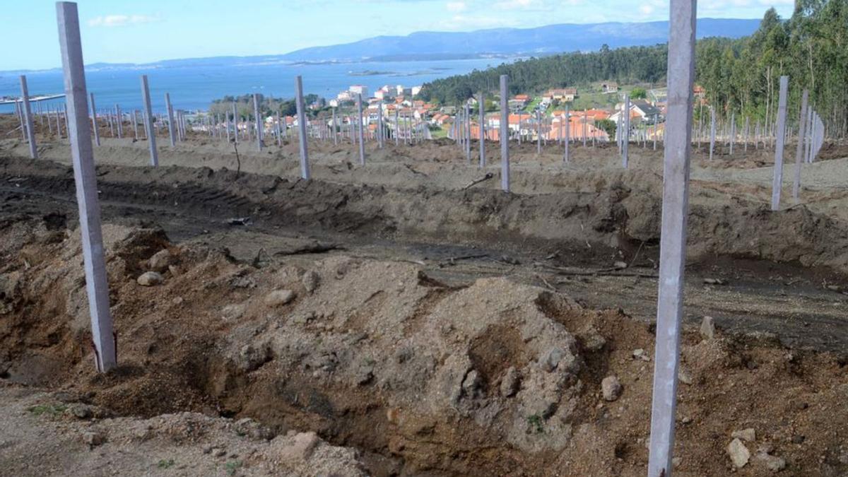 Cepas recién plantadas en Berdón, Vilagarcía.   | //  NOÉ PARGA