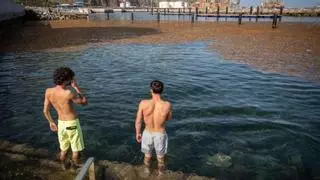 ¿Qué son las extrañas algas que están inundando las playas de Canarias?