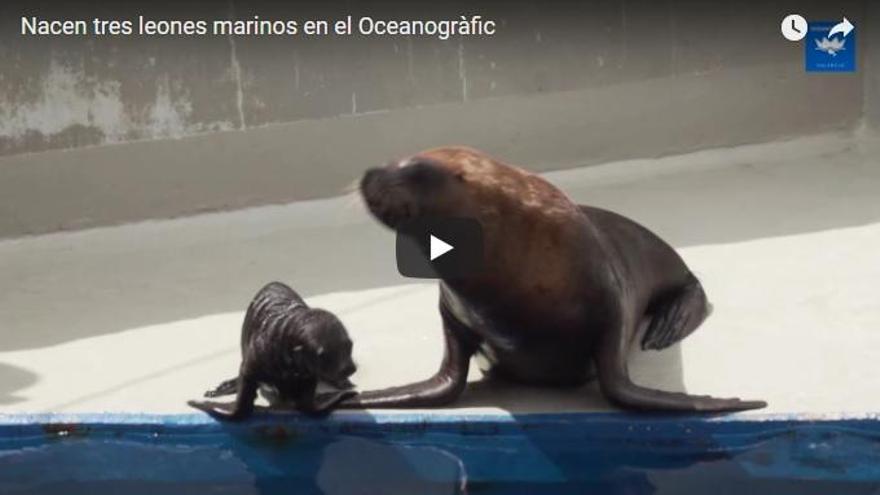 Nacen tres leones en el Oceanogràfic