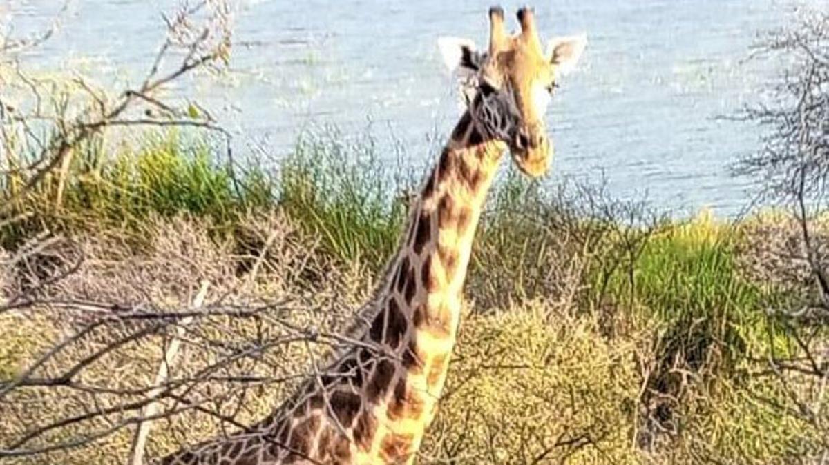  Rescate de la única jirafa macho en una isla inundada en Kenia 