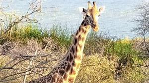 Rescatada l’única girafa mascle atrapada en una illa inundada de Kenya