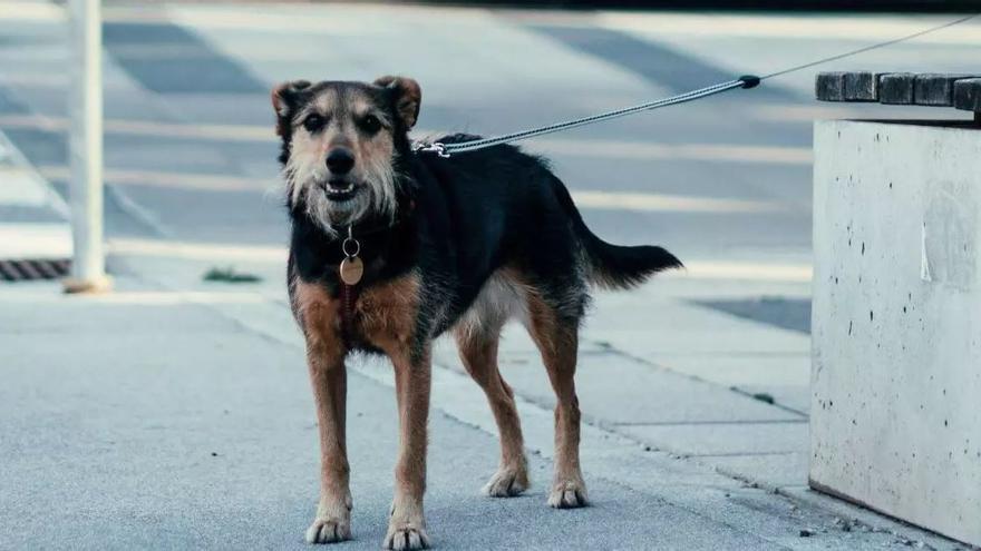 Dejar al perro atado cuando entras al súper: esta es la multa que te puede caer