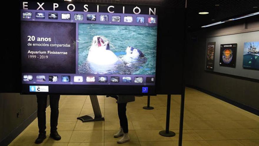 Exposición en el Aquarium por su 20 aniversario.