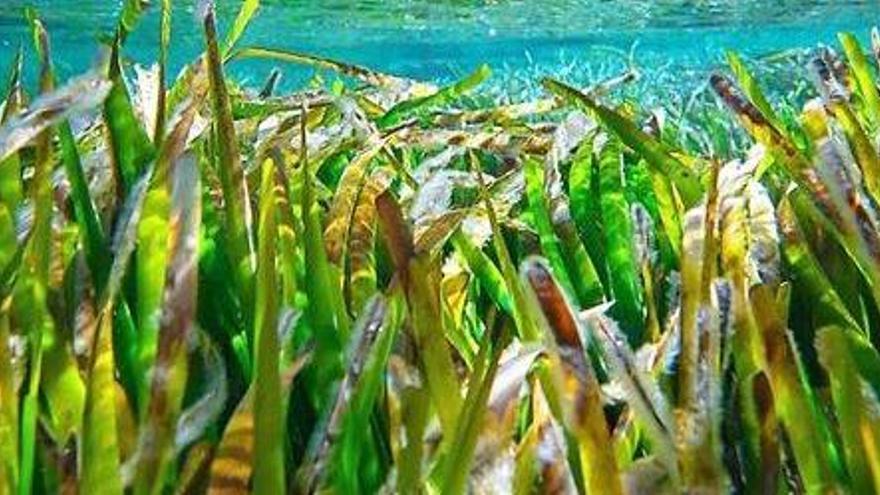 Una pradera de posidonia en aguas de Formentera.