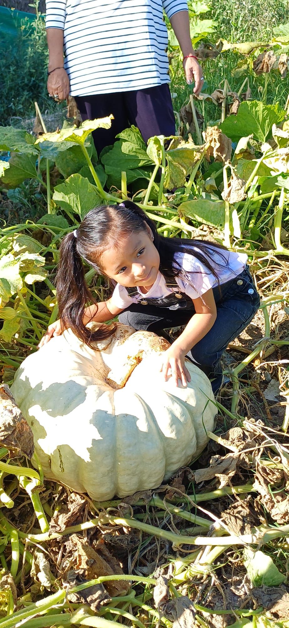 FOTOS | Muro recoge las calabazas sembradas en la finca experimental