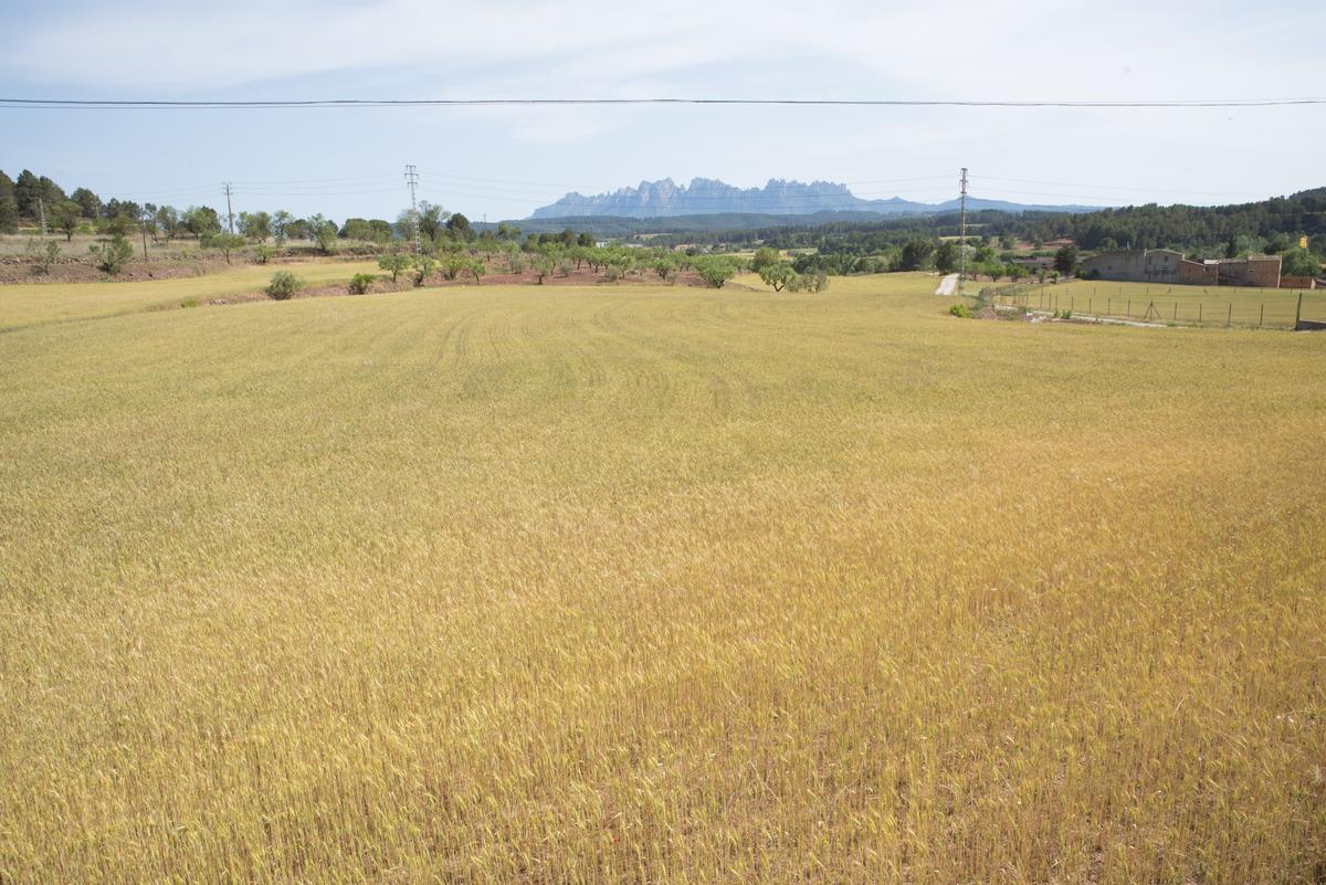 Campo de maiz para segar cerca de Manresa