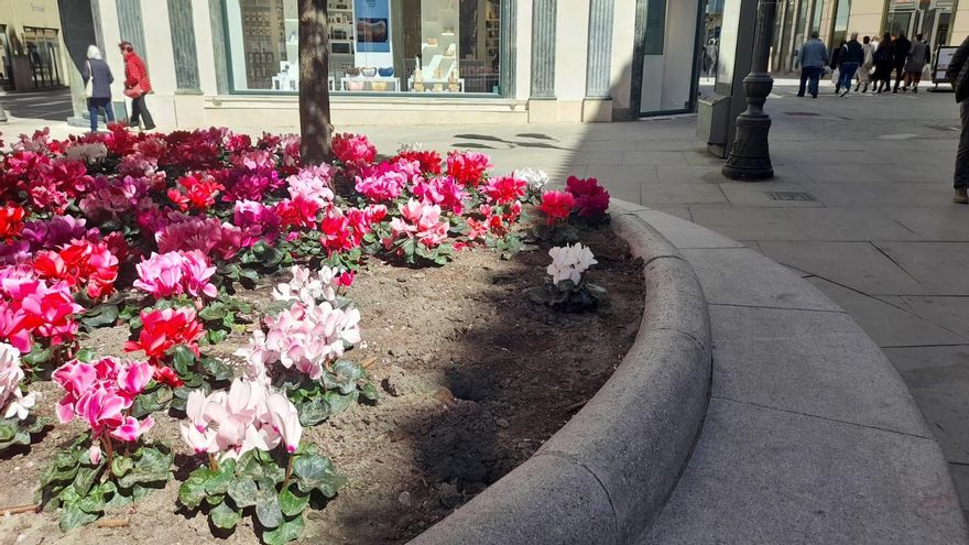 Arrancan parte de las plantas de la plaza de Sagasta de Zamora