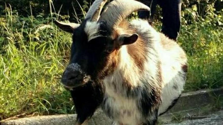 La cabra no estava censada ni portava xip identificatiu.