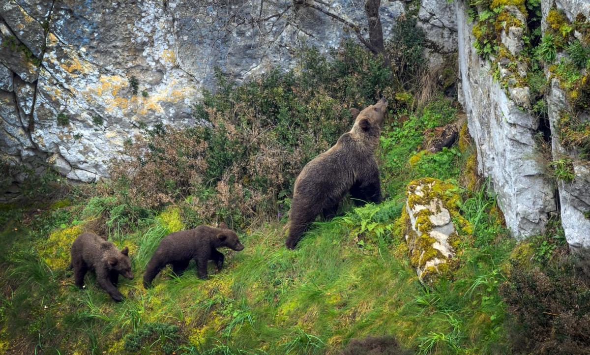 Osos fotografiados este año en Somiedo (Asturias)