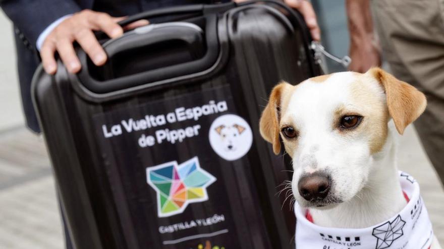 El turista canino Pipper ha visitado Asturias