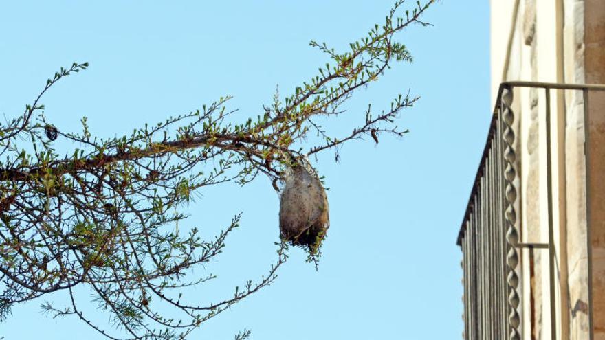 Processionària en un arbre de Manresa