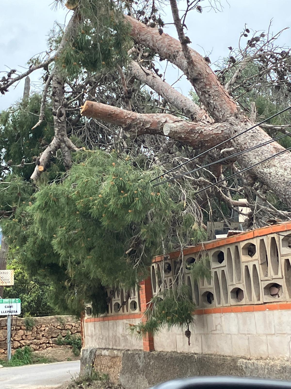Árboles en mal estado