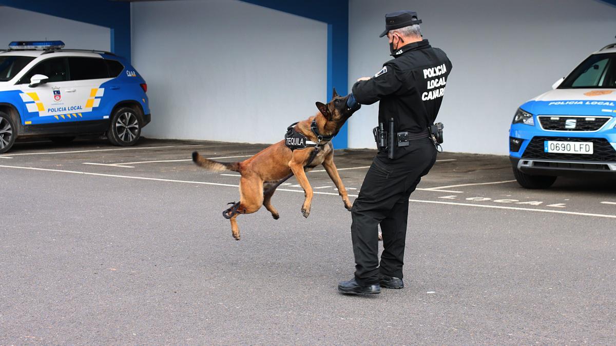 Así es Tequila, el perro policía de Tías