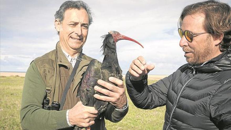 Recuperada una hembra de ibis eremita gracias a una pata implantada