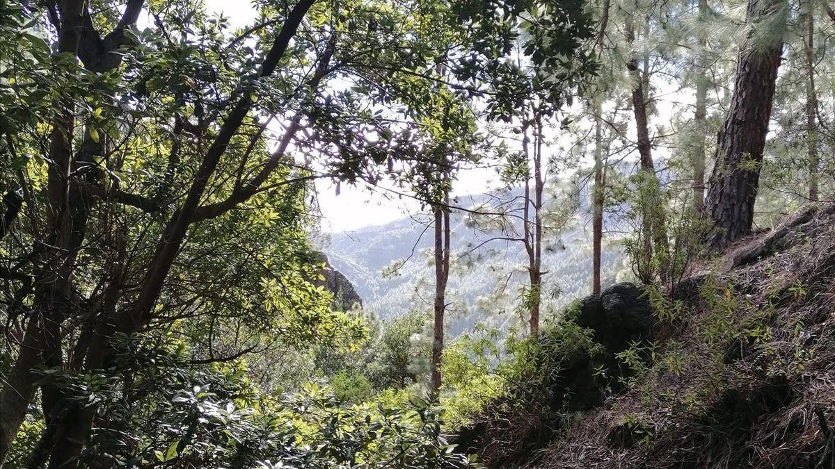 Zona boscosa de La Laja, en La Gomera .