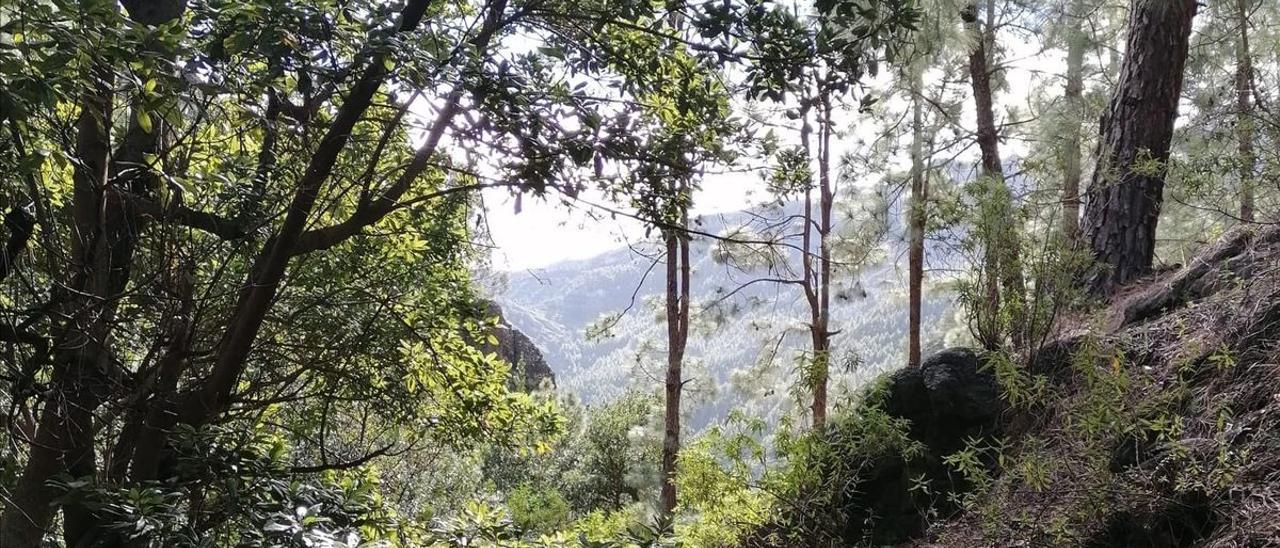 Zona boscosa de La Laja, en La Gomera .