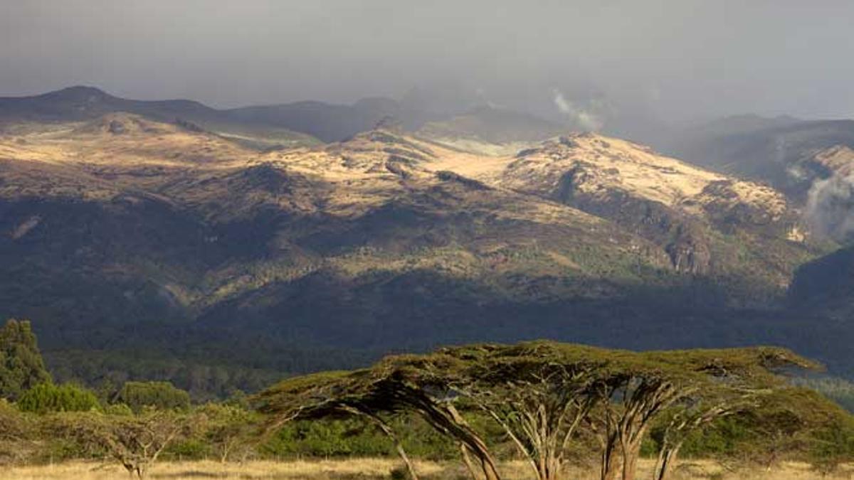 Acacia Tortilis en Kenia.