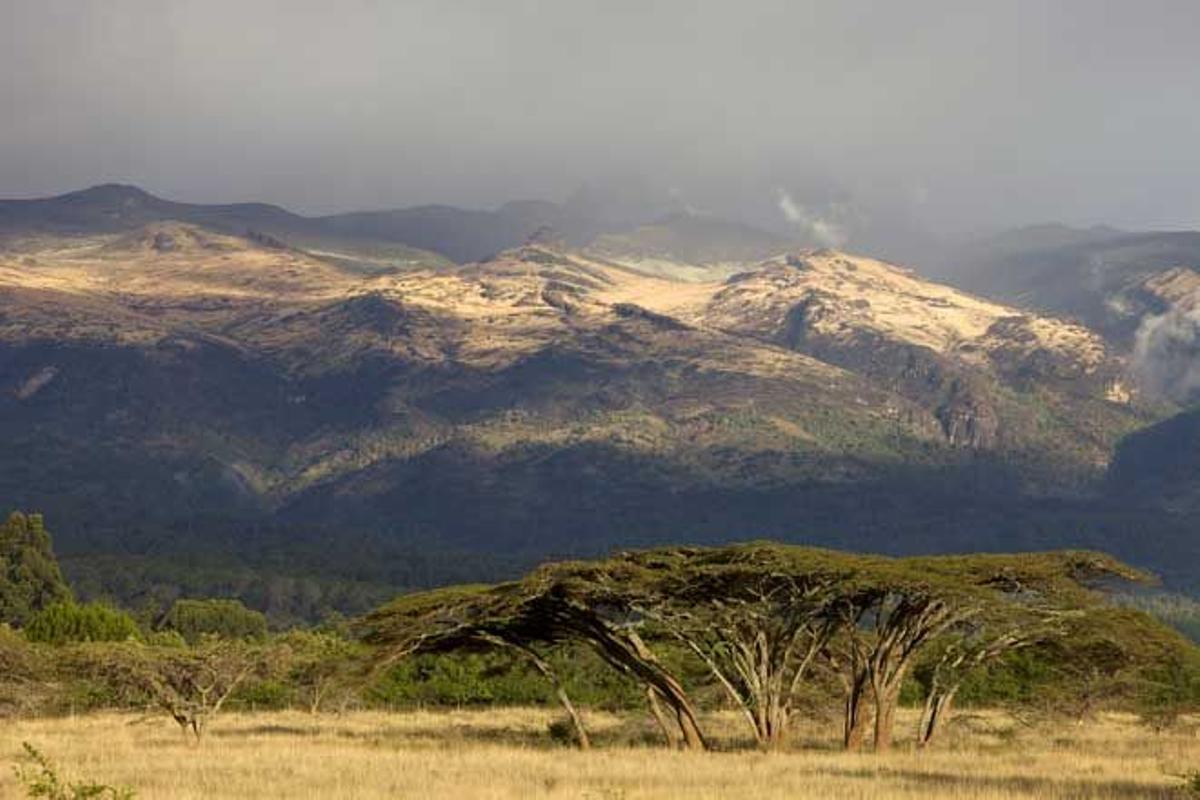 Acacia Tortilis en Kenia.