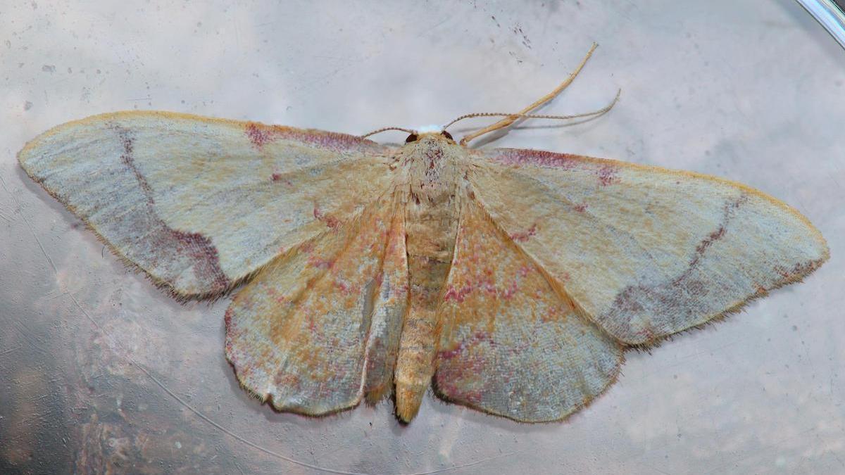 Una Idaea ostrinaria localizada por los investigadores en Cortegada.