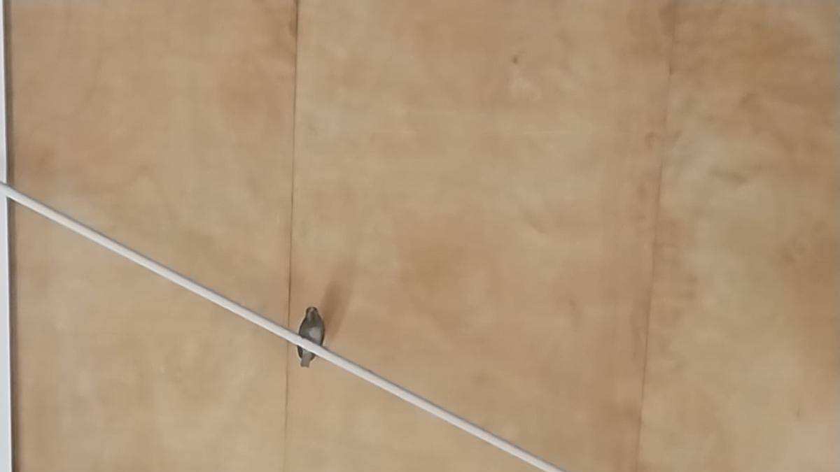 Un pájaro este viernes en la planta alta del Concello de Bueu.