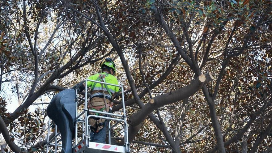 Una fisura de dos metros amenaza a un ficus centenario en el Raval Roig de Alicante