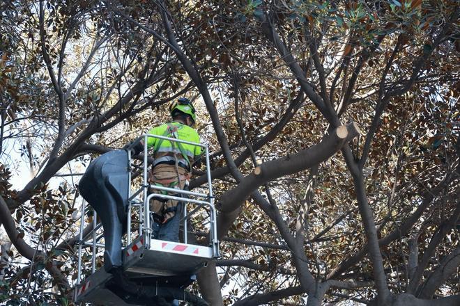 Una fisura de dos metros amenaza a un ficus centenario en el Raval Roig de Alicante