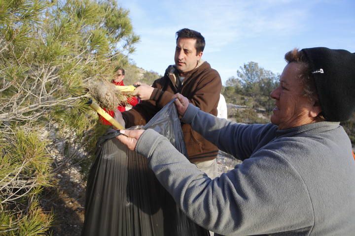 Vecinos de la partida alicantina del Moralet limpian ellos mismos los pinos de oruga de la procesionaria