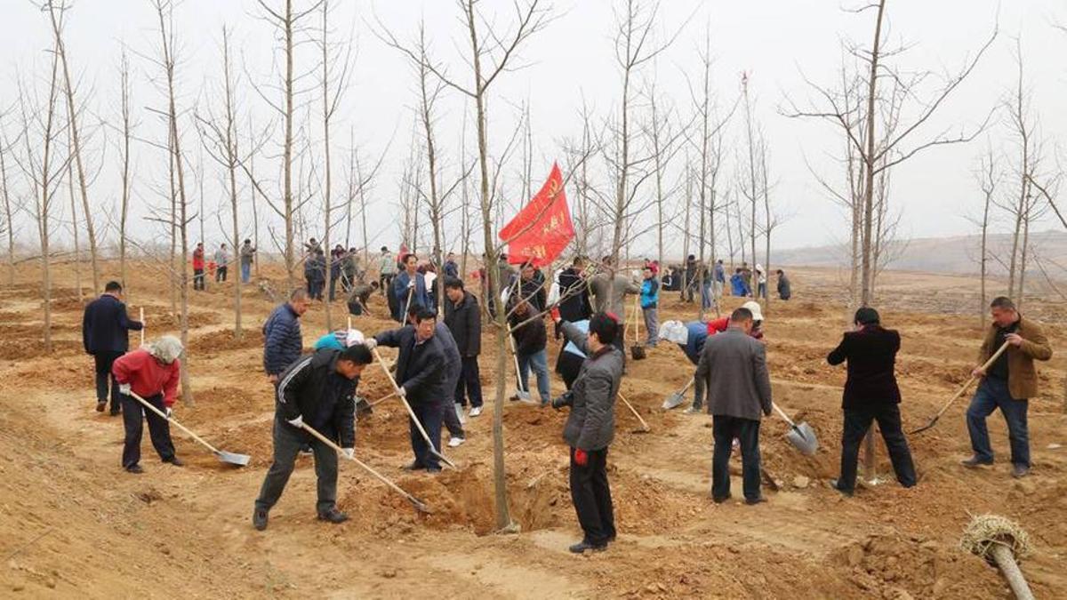 Campaña de plantación de árboles en China