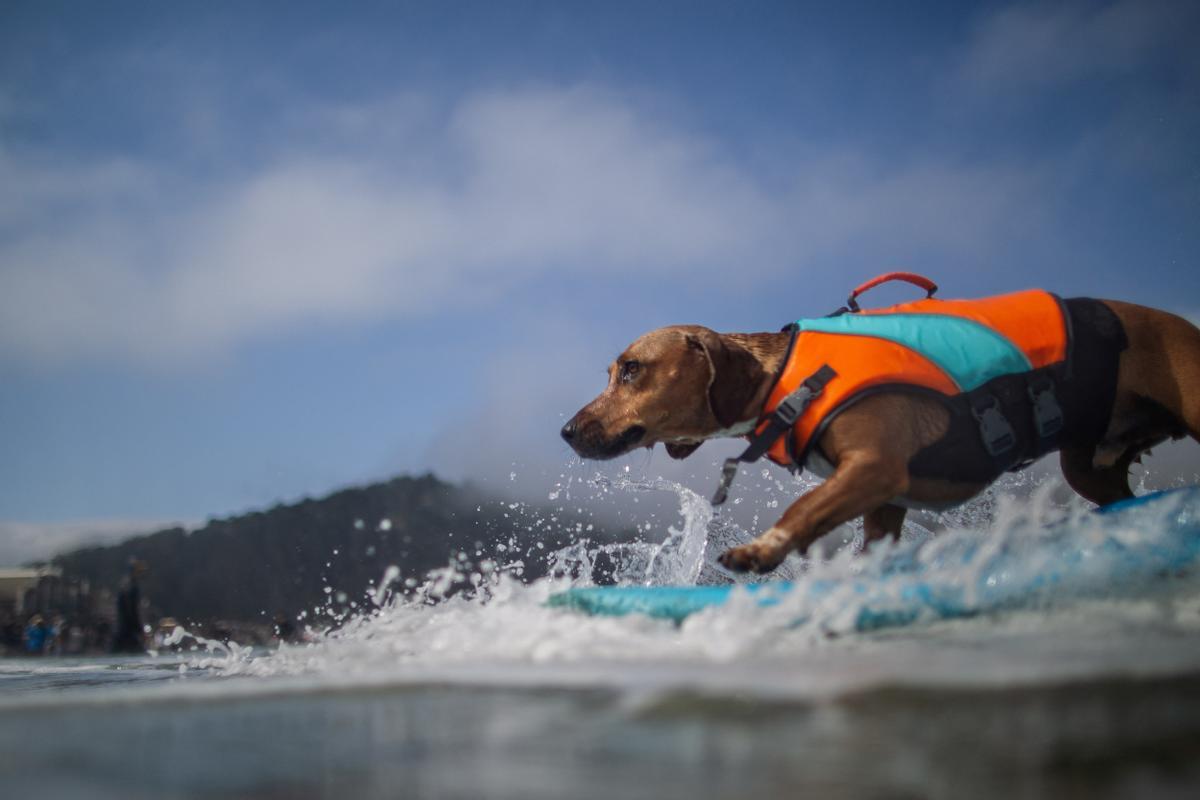 Hicieron un torneo de perros surfistas en California