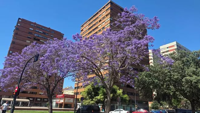 Jacarandas en la ciudad de València