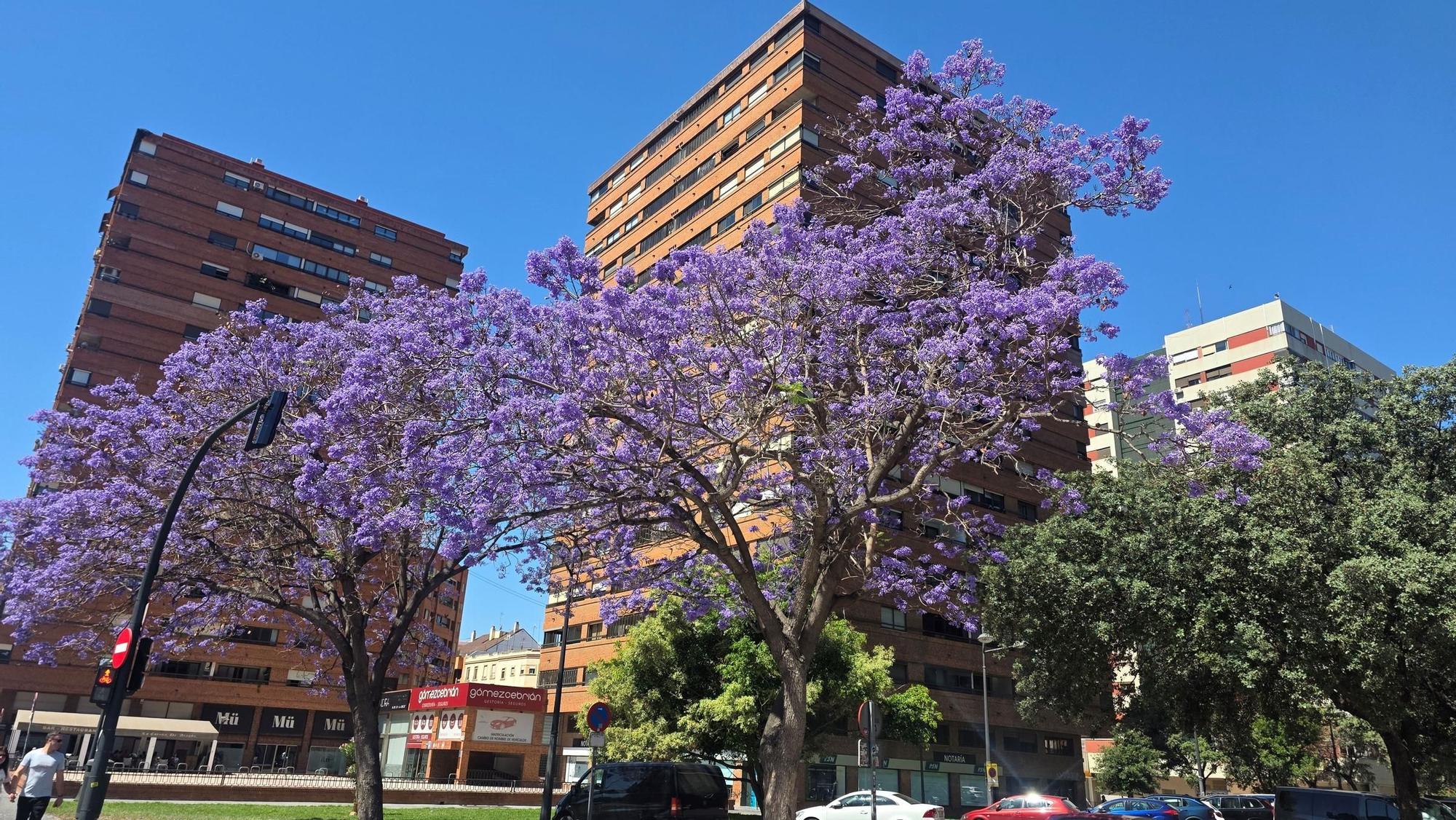 Jacarandas en la ciudad de València
