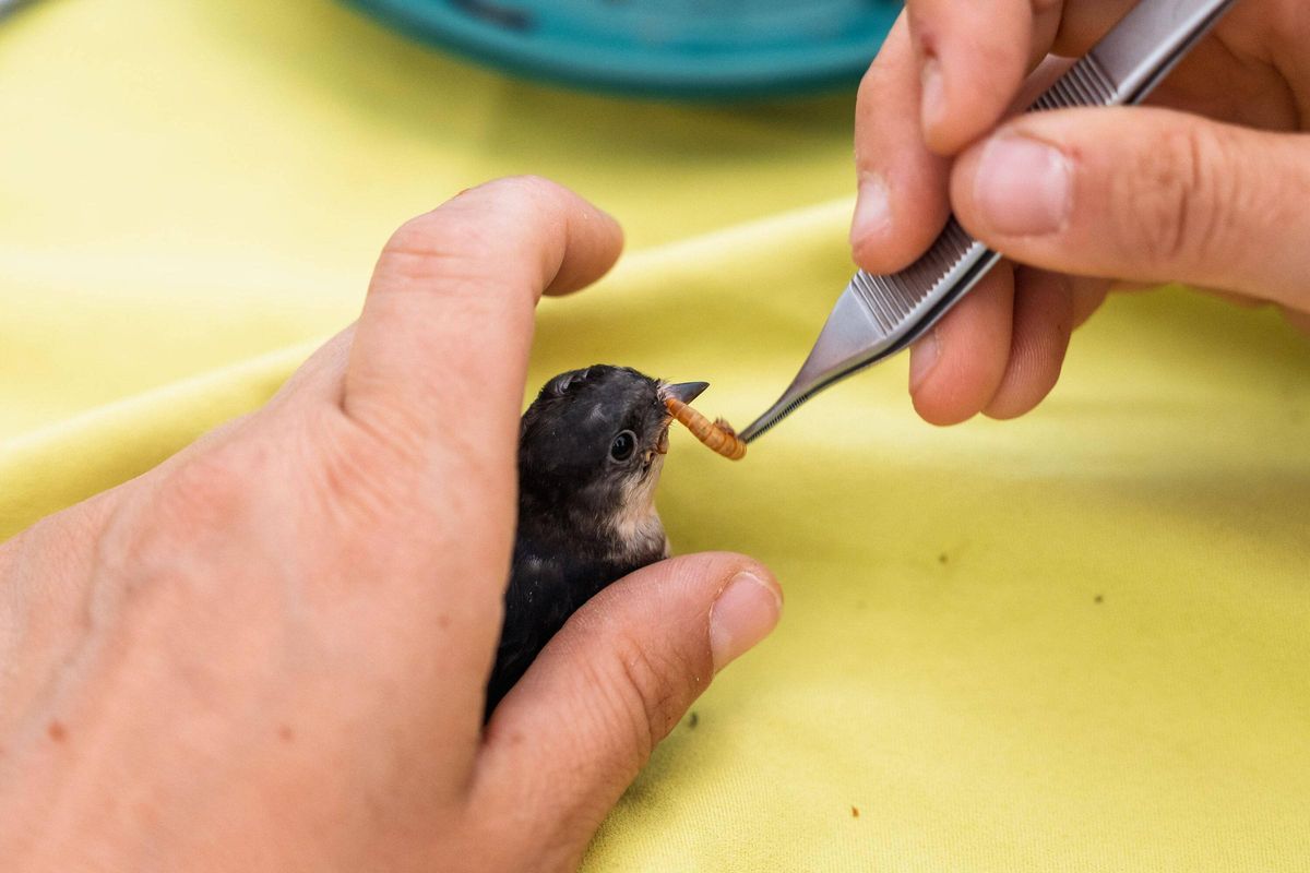 Dando de comer un tenebrio (gusano de la harina) a una cría.