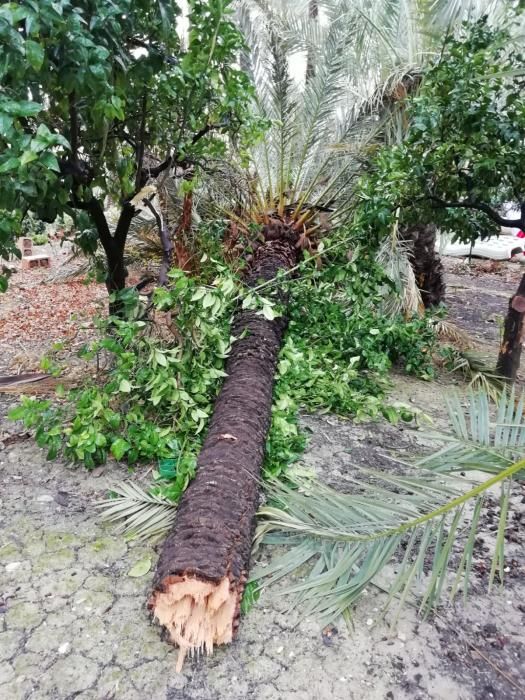 Daños de la borrasca Gloria en Elche